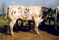 Belgian Blue