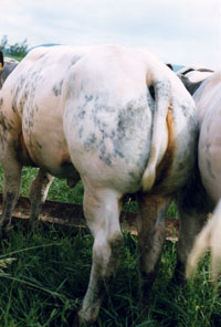 Belgian Blue Rump