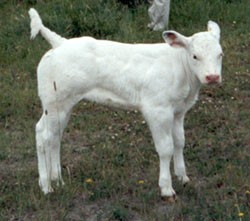 Veau BBB, 6 semaines -BBB Calf - 6 week old