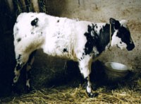 Un veau BBB - A BBB Calf