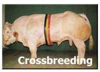Crossbreeding