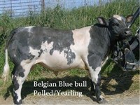 Ideale Polled Black Jack